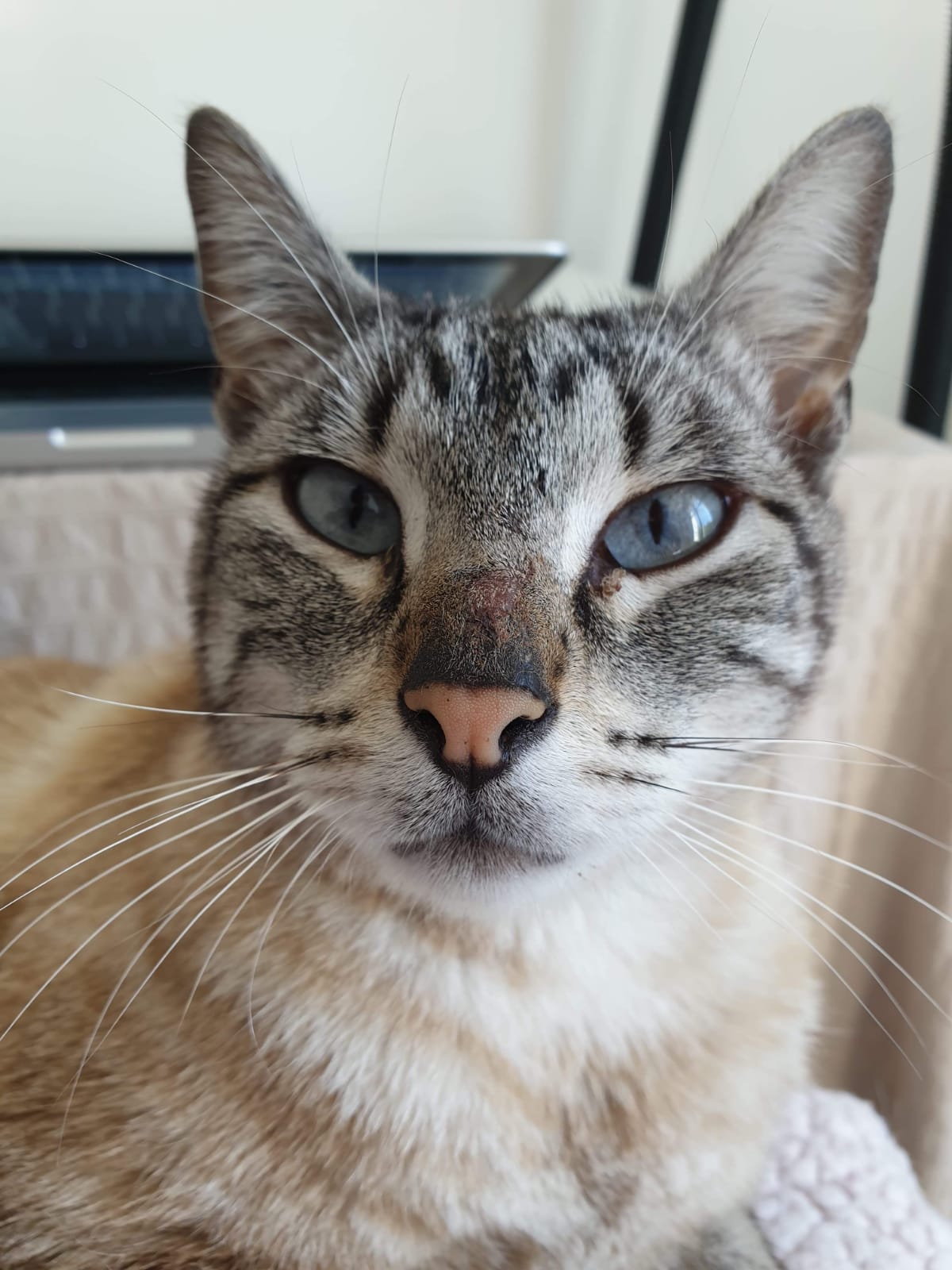 Adoptés 2020 – PFDUA