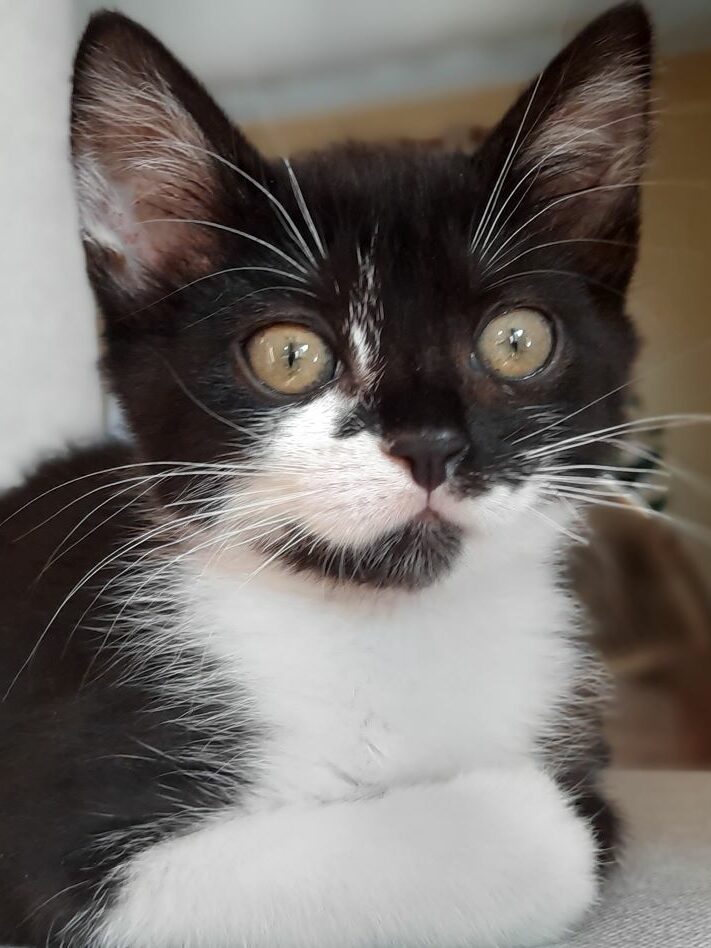 Adoptés 2020 – PFDUA