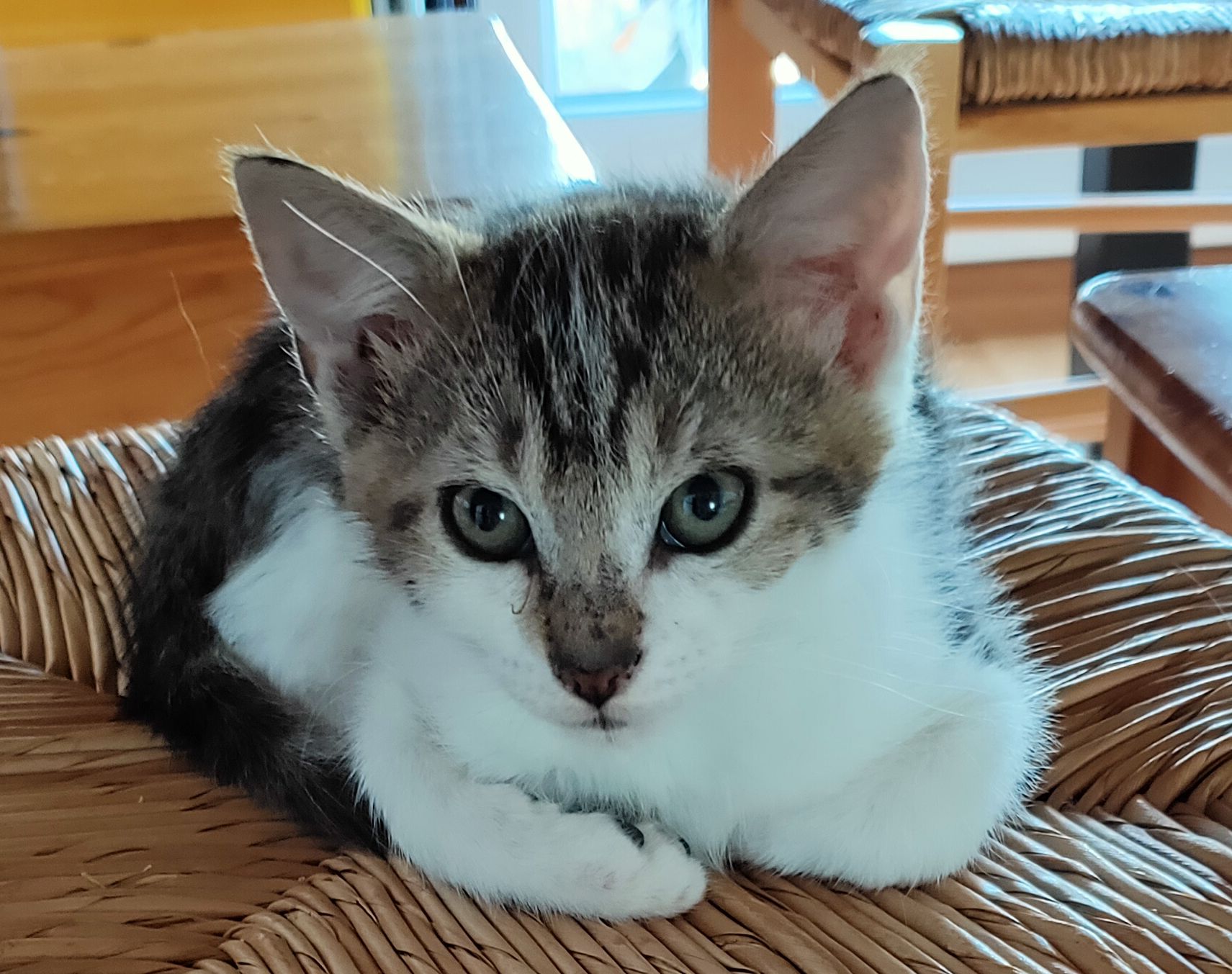 Adoptés 2020 – PFDUA