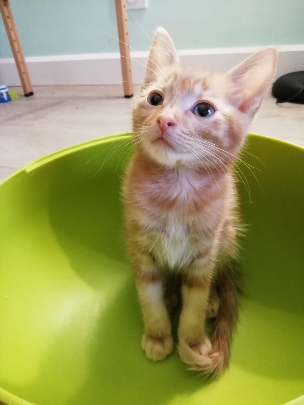 Adoptés 2020 – PFDUA