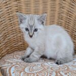 beignet