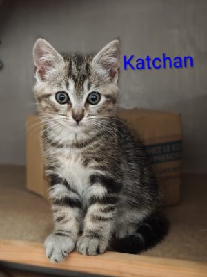 KATCHAN (M / 04-2026)