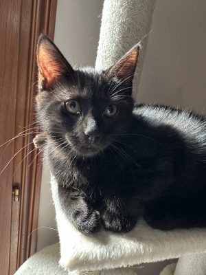 BOB (M / 06-2026)
