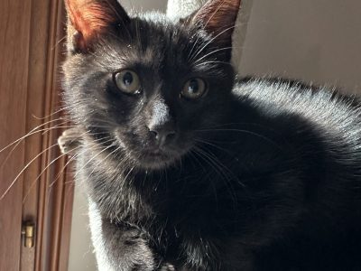 BOB (M / 06-2026)