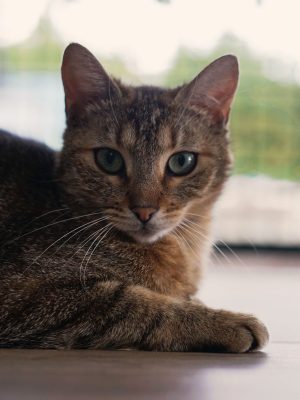 ZELDA (F /10-2024)