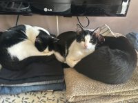 Twister (M) Onyx (M) Naya (F)