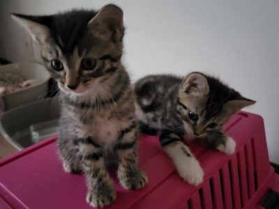 BELIN & BAGUETTE