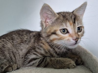 AGATHA (F / 05-2025)