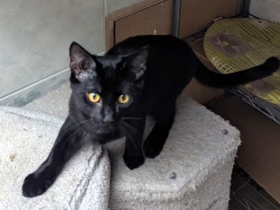 AMADEUS (M / 05-2025)