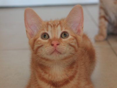 AMBER (F / 04-2025)