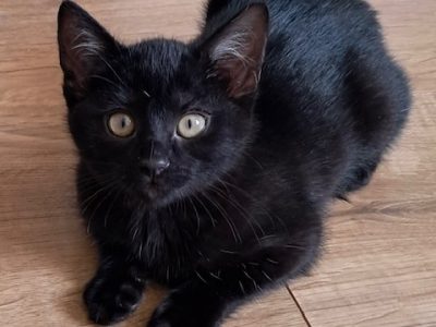 ANDROMEDE (F / 04-2025)