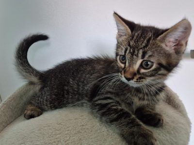 ARCHIBALD (M / 05-2025)