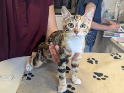 ARIANA (F/ 03-2025)