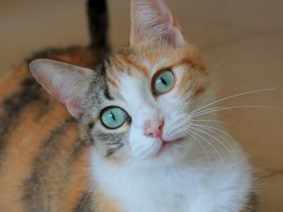 ARIEL (F / 2021)
