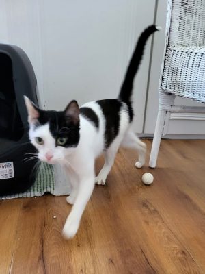 ARISTIDE (M / 01-2023)