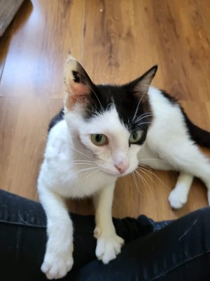 ARISTIDE (M / 01-2023)