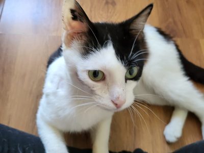 ARISTIDE (M / 01-2023)