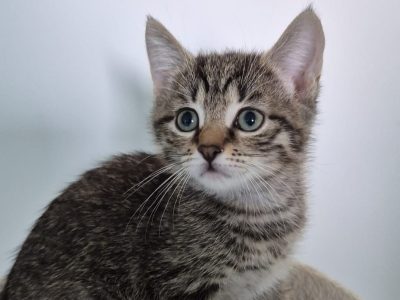 ARTEMIS (F / 05-2025)