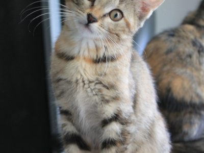 AUSTRALE (F / 05-2025)