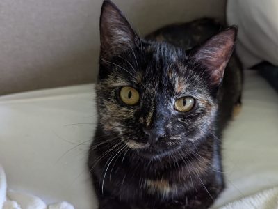 AZIZA (F /10-2025)