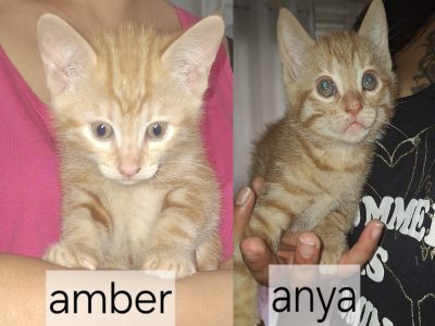 Amber(F) Anya(F)