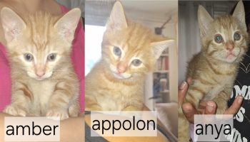 Amber(F) Appolon(M) Anya(F)