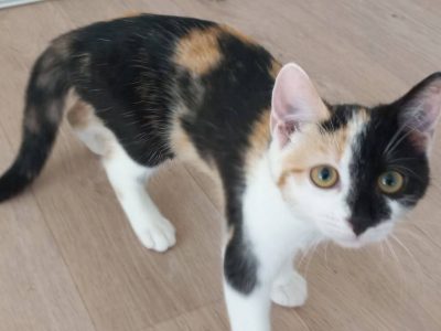 Aurore (F / 05-2025)