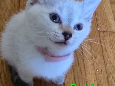 BAKLAVA