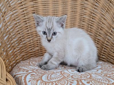 BEIGNET
