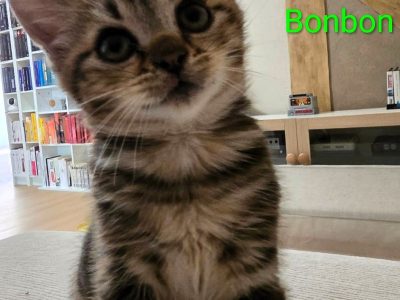 BONBON