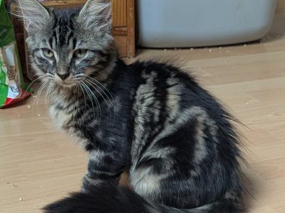 BARNY (M / 06-2026)