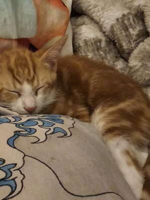 Blini07-2026 (3)