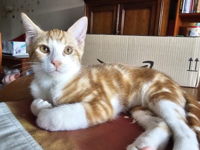 BLINI (M / 04-2026)