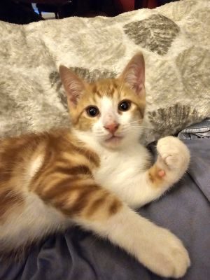 BLINI (M /04-2026)