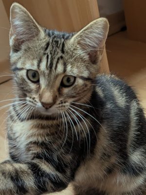 BRIDGET (F / 06-2026)