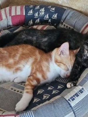 Brownie et Blini (F et M /04-2026)