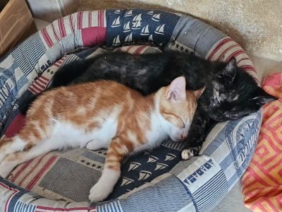 Brownie et Blini (F et M /04-2026)