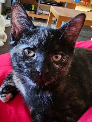 Brownie07-2026 (1)
