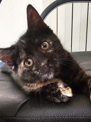 Brownie07-2026 (5)