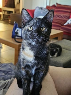 BROWNIE (F / 04-2026)