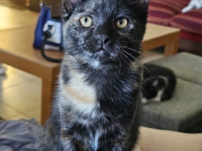 BROWNIE (F / 04-2026)
