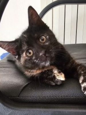 BROWNIE (F / 04-2026)