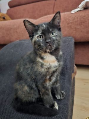 Brownie2026 (4)