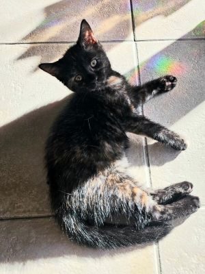 Brownie2026 (6)