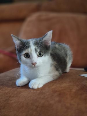 BRIOCHE (F / 04-2026)