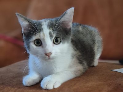 BRIOCHE (F / 04-2026)