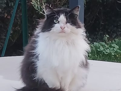 HARRY (M / 01-2022)