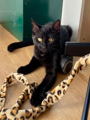 ASTRID (F / 05-2025)