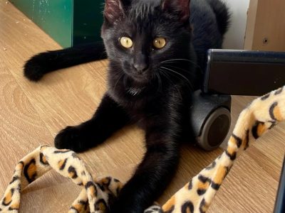 ASTRID (F / 05-2025)