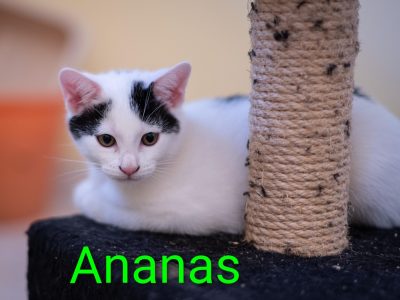 ANANAS (F / 08-2025)